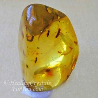 Amber containing ants