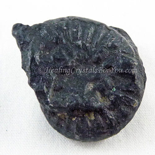 Black Ammonite