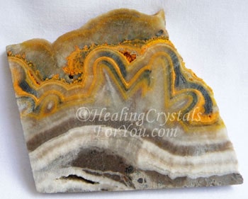 Bumble Bee Jasper Bumble Bee Jasper