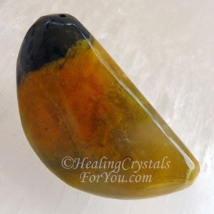Bumble Bee Jasper Bumble Bee Jasper