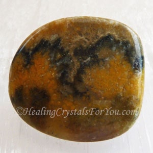Bumble Bee Jasper Bumble Bee Jasper