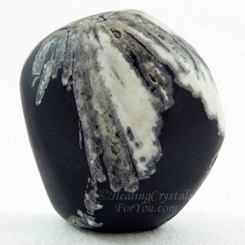 Chrysanthemum Stone Chrysanthemum Stone