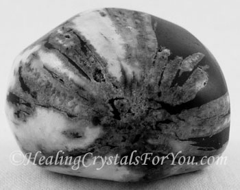 Chrysanthemum Stone Chrysanthemum Stone