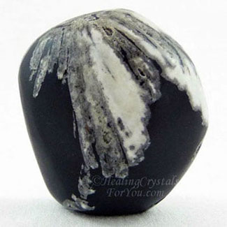 Chrysanthemum Stone Chrysanthemum Stone
