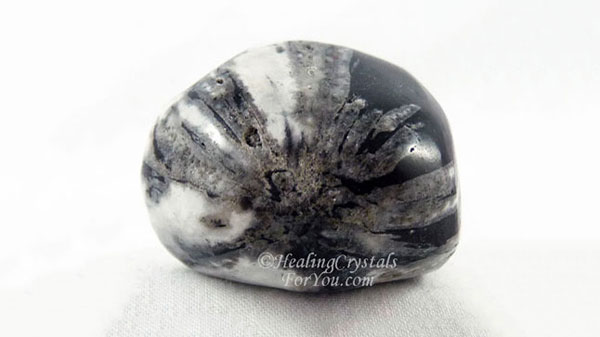 Chrysanthemum Stone Chrysanthemum Stone