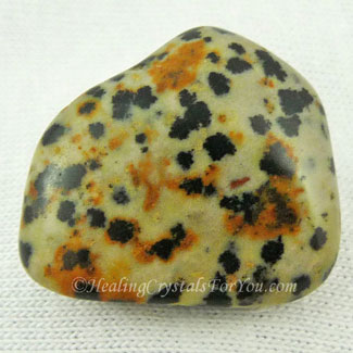 Dalmatian Jasper Dalmatian Jasper