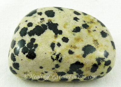 Dalmatian Jasper Dalmatian Jasper