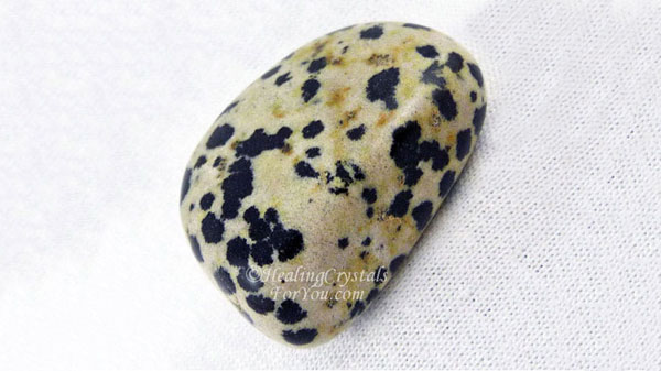 Jasper dalmatien Jasper dalmatien