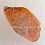 Orange Petoskey Stone