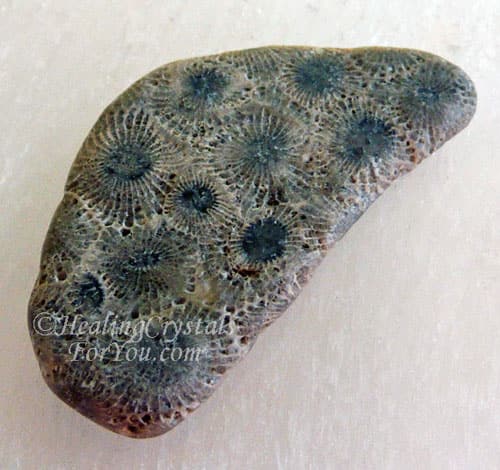 Petoskey Stone Petoskey Stone