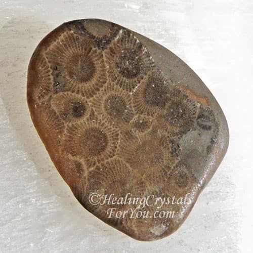 Petoskey Stone Petoskey Stone