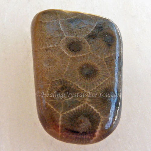 Petoskey Stone Petoskey Stone
