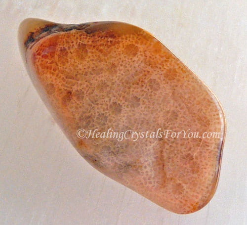 Orangey Pink Petoskey Stone Orangey Pink Petoskey Stone