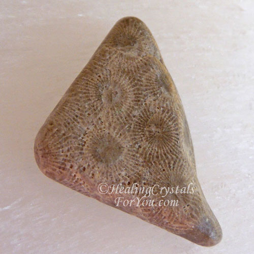 Petoskey Stone Petoskey Stone