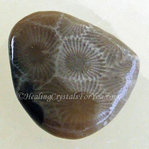 Petoskey Stone Petoskey Stone