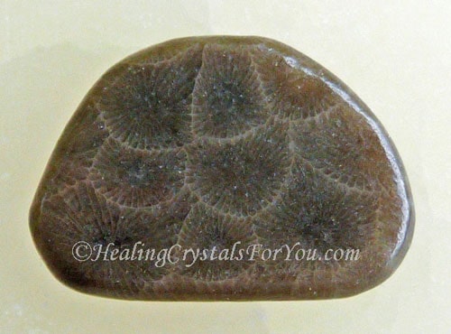 Petoskey Stone Petoskey Stone