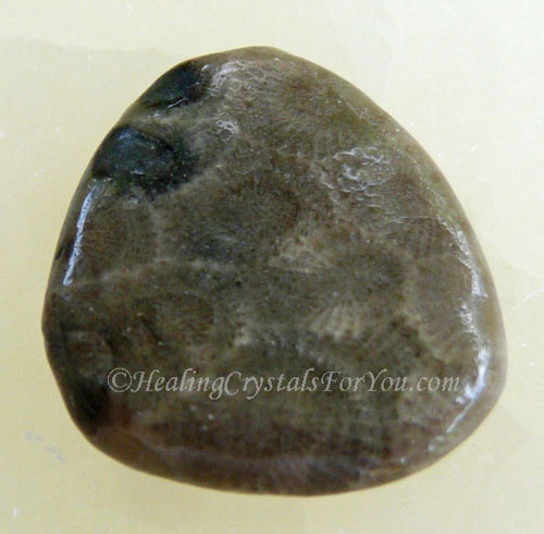 Petoskey Stone Petoskey Stone