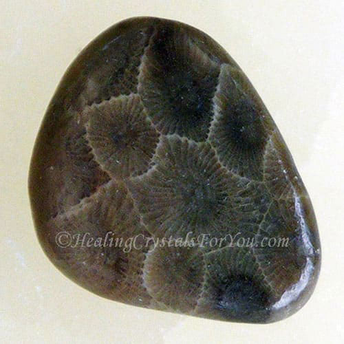 Petoskey Stone Petoskey Stone