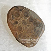 Petoskey Stone