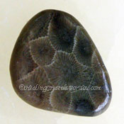 Petoskey Stone Petoskey Stone