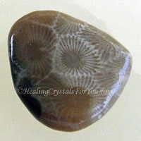 Petoskey Stone