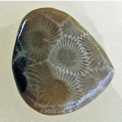 Petoskey Stone