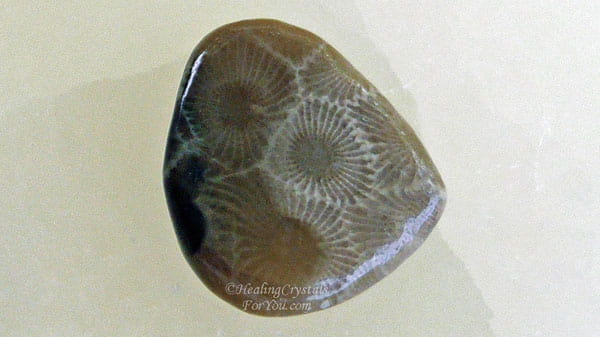 Petoskey Stone