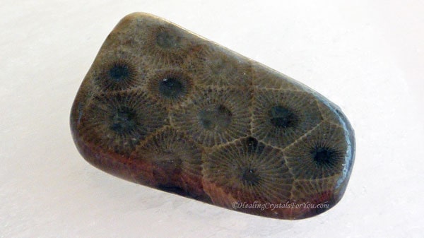Petoskey Stone Petoskey Stone