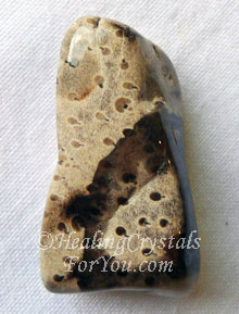 Petrified Palm Wood Petrified Palm Wood