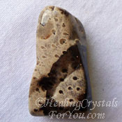 Petrified Palm Wood Petrified Palm Wood