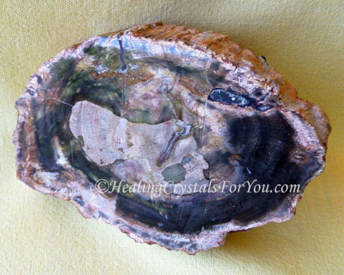 22+ Petrified Wood Crystal Meaning