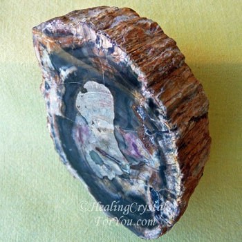 dybt bad orm Petrified Wood Meaning & Use: Enhances Patience & Ancestral Healing