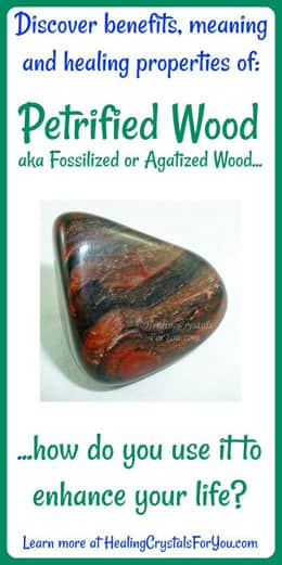 Petrified Wood Petrified Wood