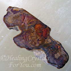 Fossilized Wood