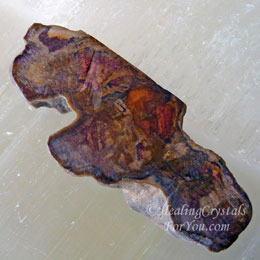 Petrified Wood Petrified Wood