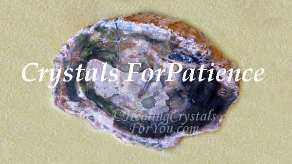 Petrified Wood Petrified Wood