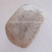 White Coral White Coral