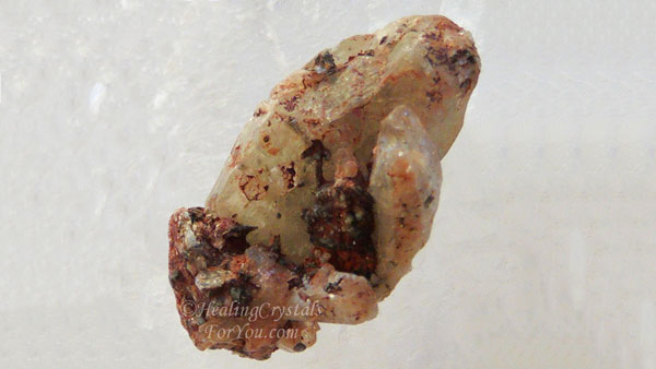 Witches Finger Witches Finger